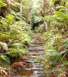 Leyland O'Brien Tramline Track, track in Bay of Plenty