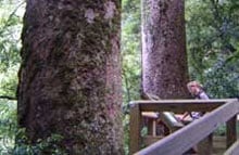 Rapurapu Kauri Track