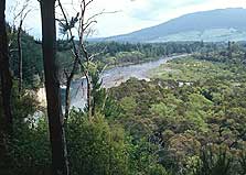 Pokaka Mill Campsite - Main photo