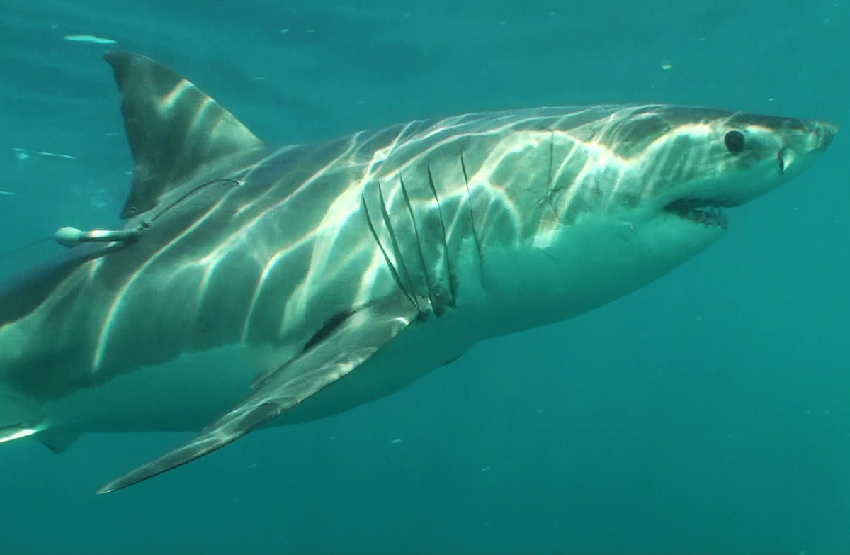 DOC investigates cause of death of great white shark death in Auckland
