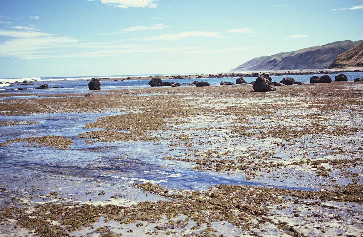 Rāhui at Te Angiangi Marine Reserve