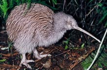 Tokoeka: Kiwi