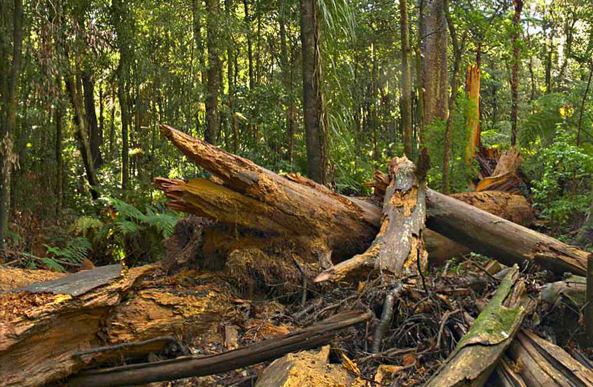 Kauri Bushman's Walk