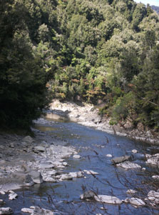 Nikau Flat and Kotepato Tracks