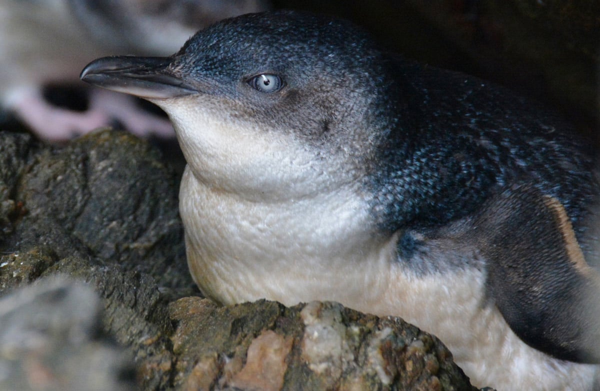 Little penguin/kororā deaths over summer factsheet