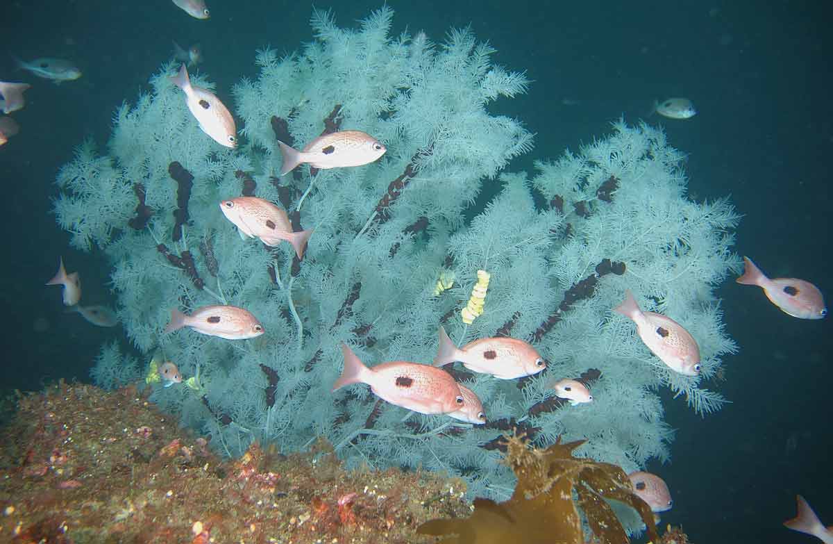 Marine reserve research Apply for permits