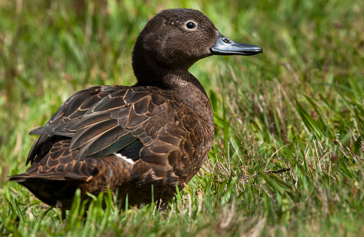Pāteke going strong in Fiordland | Mirage News