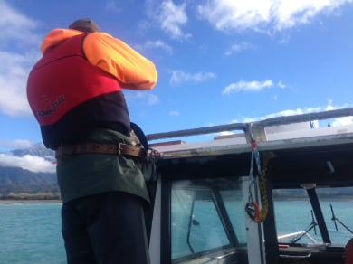 Kaikoura biopsy team look out for Hector's dolphins. 