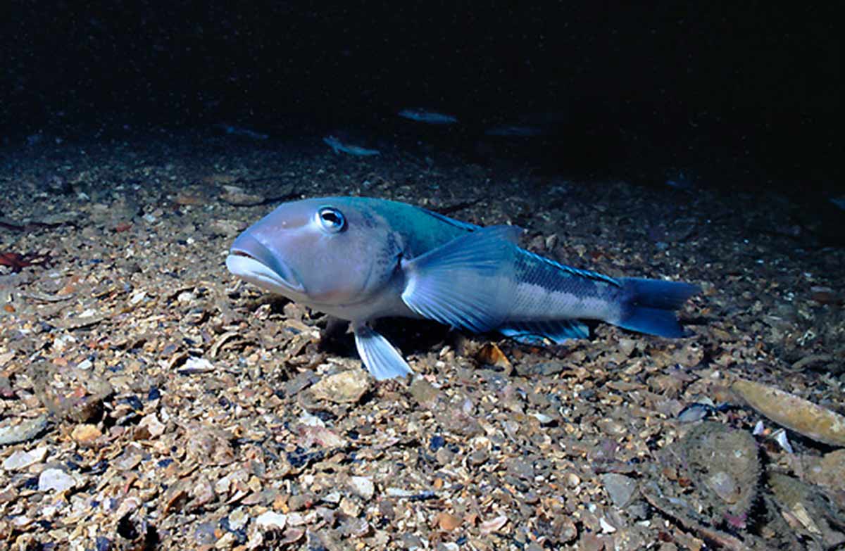 Blue cod Kapiti Marine Reserve report card