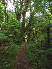 Ngutuoha Nature Trail 