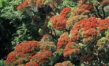 Rokaiwhana Stream Walk