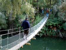 Paengaroa Scenic Reserve Walk