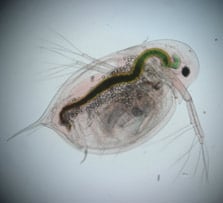 Freshwater zooplankton: Invertebrates