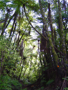 Eliza Mine Loop Track