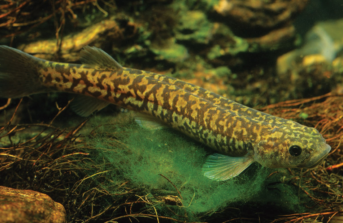 Citizen scientists can help save freshwater fish | Mirage News