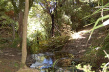 Te Haua Uru Track, track in Northland