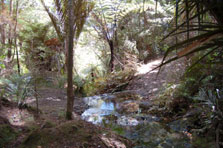 Northern Tangihua Track