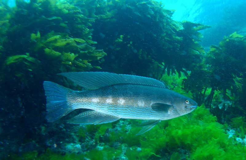 Butterfish Taputeranga Marine Reserve report card
