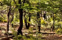 Mount Somers Nature Walk