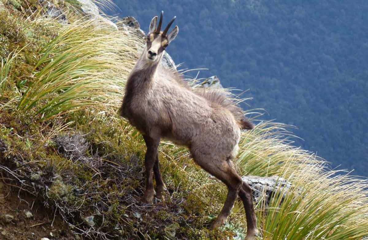 Hunting permit: Permits and licences