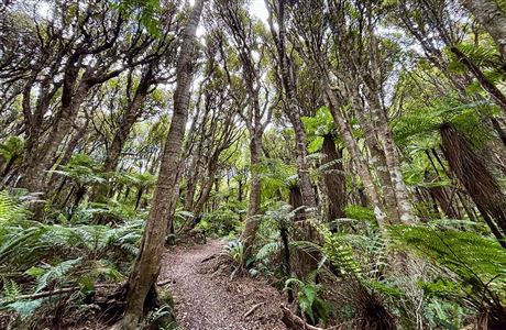 Long Hilly (Round Hill) Walking Track: Longwoods Forest Conservation Area