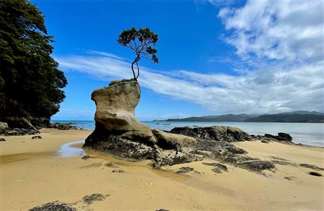 Tinline Bay Nature Walk