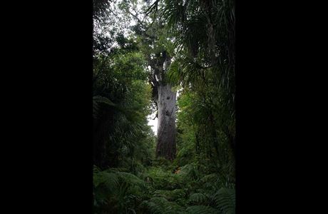 Tāne Mahuta Walk: Waipoua Forest, Northland
