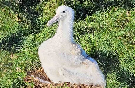 Name the chick competition