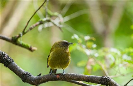 Bellbird/korimako : New Zealand native land birds