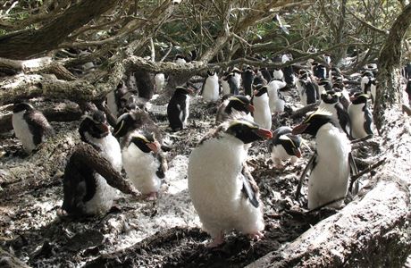 Snares crested penguin: New Zealand sea and shore birds