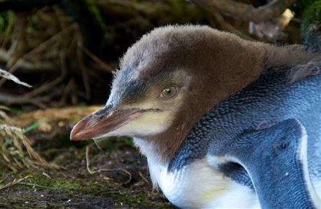 Yellow-eyed penguin/hoiho: Sea and shore birds