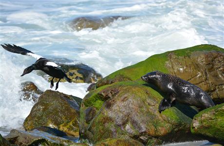 New Zealand fur seal pup in Kaikoura. 