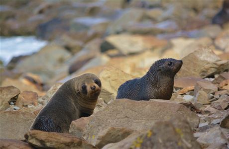 New Zealand fur seal pups in Kaikoura. 