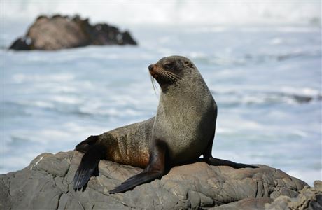 New Zealand fur seal in Kaikoura. 