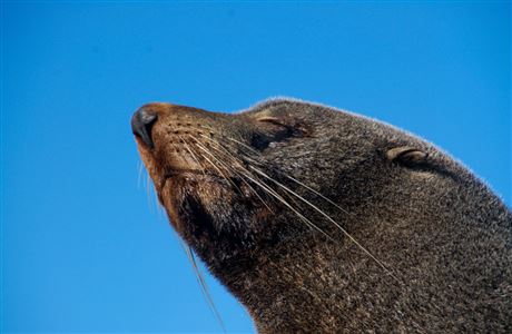 New Zealand fur seal. 