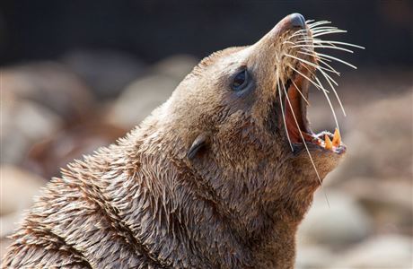 New Zealand fur seal. 