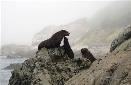 Adult seals and pup on rocks. 