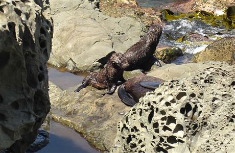 Seal pups and mother. 