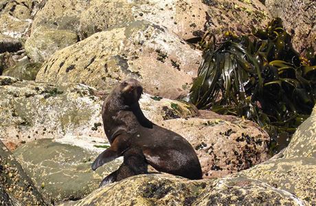 Mother and pup in sun.