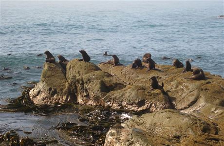 Fur seal colony. 