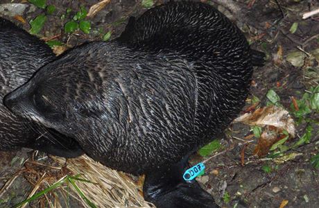 Fur seal pup. 