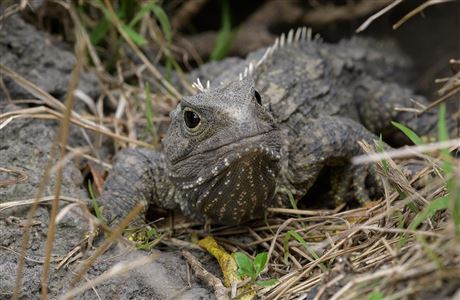 tuatara-matiu-somes-island-1200.jpg