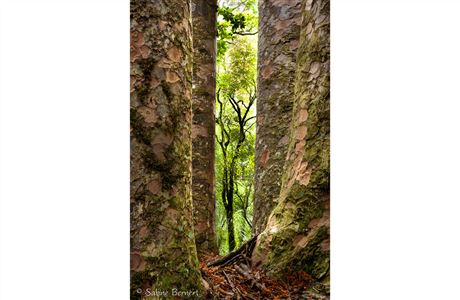 Kauri: New Zealand native plants