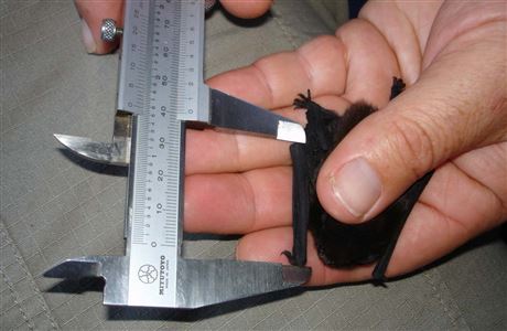 Long and short-tailed bat/pekapeka monitoring: National Predator ...