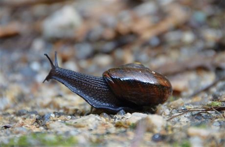 Powelliphanta snail. 