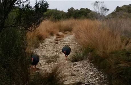 Two takahe on a track. 