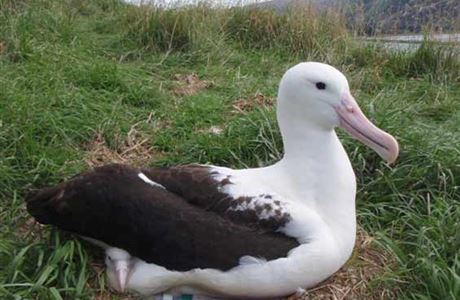 Northern royal albatross and its chick.