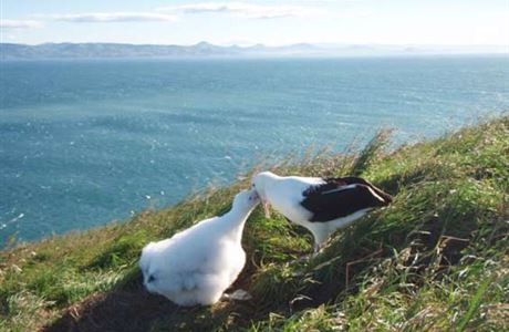 Northern royal albatross feeding.