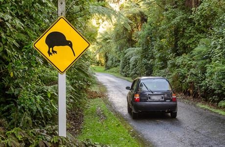 Kiwi: New Zealand native land birds