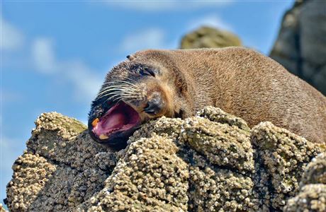 Threats to New Zealand fur seal